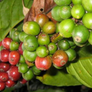 100% Colombian - 'Excelso'