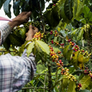 100% Colombian - 'Excelso'