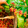 100% Organic Nicaraguan