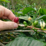 100% Sumatra - 'Badi'