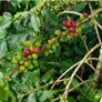 100% Sumatra - 'Badi'