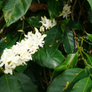 100% Sumatra - 'Badi'
