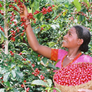 2 lb 100% Organic Ethiopian