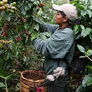 coffee plants grown in the shade of the canopy