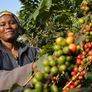 2 lb. 100% Kenya - 'Jambo'