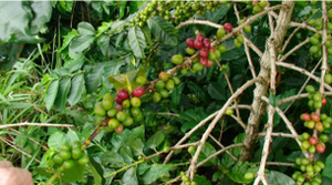 2 lb. 100% Sumatra - 'Badi'