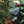 coffee plants grown in the shade of the canopy